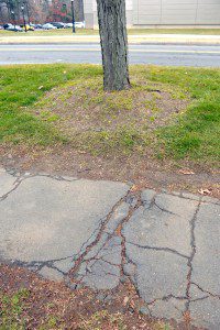 Another aspect of the proposed Western Avenue Project involves the complaints of damaged sidewalks caused by trees lining the street and what must be done because of it. Proposed plans at this point in time include current sidewalks to be redone and sidewalks put in place where there currently are none. (WNG file photo)