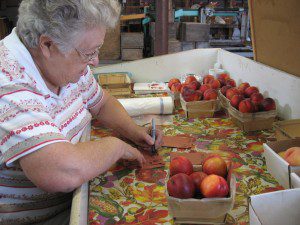 Longtime Nestrovich Orchard employee Shirley Holl readies several small baskets for sale Friday in Granville (Photo by Peter Francis)