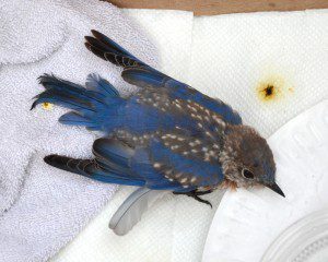 A fledgling bluebird which was rescued by city firefighters after it became entangled in utility wires is seen shortly before its release. (Photo by Julie Bogdan)