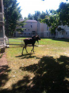 A moose drew crowds and led police and animal control officers on a chase on the north side of the city yesterday. The moose was first reported to police at 7:54 a.m. on Holyoke Road and was tracked by officers as it made its way over the bluff to Union Street where it drew so much interest in the Union Street area that officers took action to disperse the crowd to ensure nobody was hurt as it moved through the neighborhood. Police attempted to track the moose which was later reported to be in a gully at the end of Carpenter Avenue. At 3:15 p.m., a Carpenter Street resident reported that the moose was near her driveway and she was concerned for the safety of children returning home from school. Environmental police responded and Ken Frazer, the director of animal control operations, reports environmental police officials decided to dispatch the moose as there was no safe way to get it away from the residential area to the river. Frazer said that tranquilizing the animal was not an option as the tranquilizing medication is toxic to humans and remains in the animal's system for 30 days so, if the moose were to move to a neighboring state where it could be hunted, anybody who ate the moose would be at risk. (Photo by Peter Francis)
