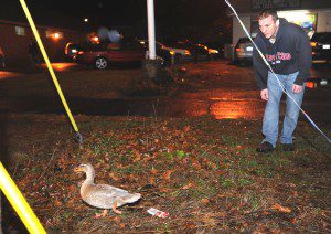 Chris Sadler of Russell stalks a wild duck which somehow became stranded on the side of Franklin Street Wednesday evening. After he pinioned the bird he said that he was going to relocate it to the Westfield River Dike. (Photo by Carl E. Hartdegen)