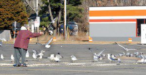 Dorothy Tobias of Westfield tosses bread to herring gulls at the Westfield Shops parking lot as pigeons eat their birdseed in the background. (Photo by Carl E. Hartdegen)