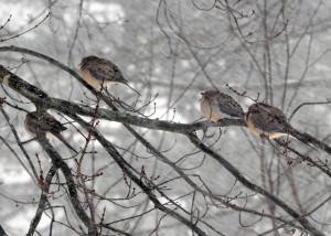 A group of Mourning Doves huddle in a tree as yesterday's heavy snow and wind swept through the area. (Photo by Frederick Gore)