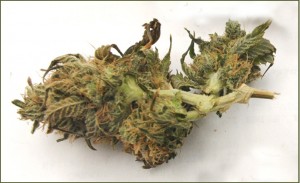 Marijuana bud