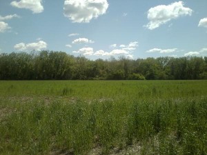 Northern portion of Alice Wielgus' farm Monday. (Photo by Tom Smith)