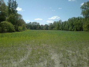 Alice Wielgus farm on Monday. The process of plant succession is evident, as farms left to stand without being cultivated quickly become fertile seed beds for the surrounding trees. Around this farm are quick germinating trees such as Cottonwood, Swamp Maple, Stag Horn Sumac, and White Pine. There are no tree or shrub seedlings anywhere on the cultivated portion of the farm. (Photo by Tom Smith)