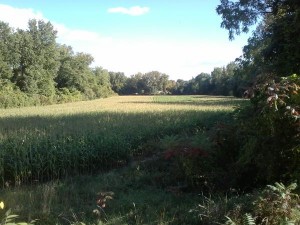 Corn crop on Alice Wielgus farm last September. (Photo by Tom Smith)