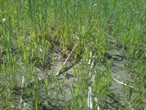 Cover crop seeded last fall can be seen on Monday. Last year's left over corn stalk remnants are also seen in the photo. (Photo by Tom Smith)