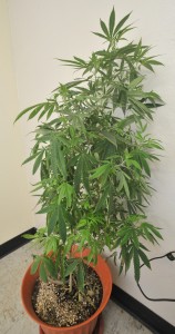 A healthy marijuana plant discovered to be growing in a closet under artificial light was seized when a warrant was executed by city detectives on Collins Street Friday evening. (Photo by Carl E. Hartdegen)