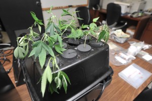 Twelve marijuana seedlings growing in a hydroponic tank were seized when detectives executed a warrant on Gold Street Wednesday evening. (Photo by Carl E. Hartdegen)