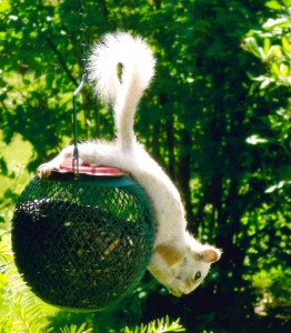 A rare white squirrel has been spotted at a Wyben birdfeeder. (Photo by George Fanion)