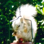 A white squirrel has been helping himself at a birdfeeder in Wyben. (Photo by George Fanion)