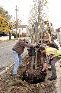 the Westfield Department of Public Works replanted three trees along Mechanic Street near the Saint Mary Parish Schools as part of the Tree City USA program sponsored by the Arbor Day Foundation which recognize cities for their excellence in urban forestry management. (Photo by Frederick Gore)