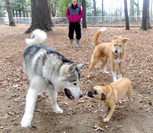 Ginger meets new friends at the dog friendly area at Arm Brook park as her owner supervises. (Photo courtesy the Westfield Dog Bark Friends)