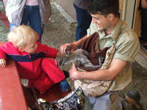 Kaden Waite, 2, gently pets Elmer, a baby wallaby, as ick from the Forest Park Zoo holds him in a pouch. (Photo by Hope E. Tremblay)