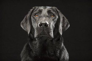 In this Oct. 2013 photo provided by Fred Levy, a black Labrador retriever named Denver poses in Levy's studio in Maynard, Mass. Levy, a pet photographer, first heard about “Black Dog Syndrome” in a 2013 conversation at a dog park. It’s a disputed theory that black dogs are the last to get adopted at shelters, perhaps because of superstition or a perception that they’re aggressive. The idea inspired Levy to take up a photo project on their behalf. (Fred Levy via AP)