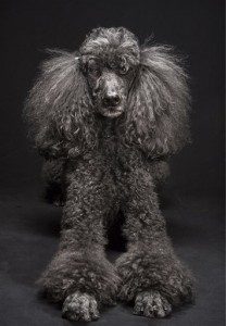 In this March 2014 photo provided by Fred Levy, a standard poodle named Mercedes Ann poses in Levy's studio in Maynard, Mass. Levy, a pet photographer, first heard about “Black Dog Syndrome” in a 2013 conversation at a dog park. It’s a disputed theory that black dogs are the last to get adopted at shelters, perhaps because of superstition or a perception that they’re aggressive. The idea inspired Levy to take up a photo project on their behalf. (Fred Levy via AP)