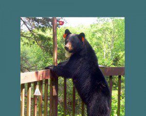 In East Hartland, CT, Mel Harder was visited by a black bear on the deck of the house in 2012. The bear is wearing tags and a collar. By calling the CT DEEP, Mel learned the bear was female, had been tagged in 2010, and was 200lbs when she was tagged. (CT DEEP)