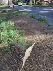 Pine branches on the ground along Western Avenue near Birch Terrace on Sunday. (Photo by Christine Charnosky)