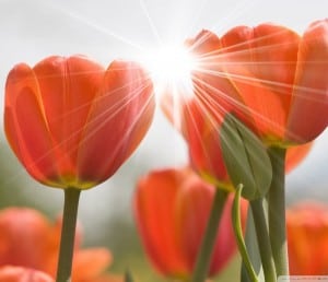 orange-tulips_00438375