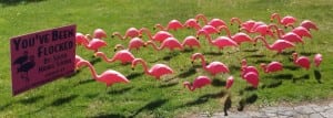 A lawn is adorned with a flock of pink flamingoes as part of South Middle School's fundraising effort to support the eighth-graders' trip to Washington DC (submitted photo).