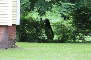 This bear was seen on Jefferson St. in Westfield on Thursday reaching for a bird feeder. (Photo submitted by Gilbert Rodriguez)