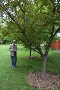 Phyllis Ladd of Belchertown admires the flowering crabapple tree within the Providence Arboretum on the grounds of the Genesis Spiritual Life & Conference Center.