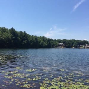  Part of North Pond on Congamond Lake on June 24, 2016.