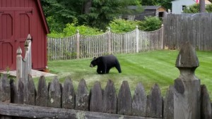 Bear in a backyard on Barbara Street. Photo courtesy of Laurie Maratea.