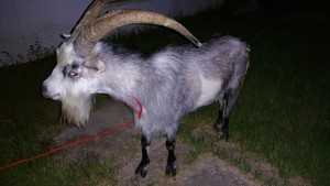 The goat on the loose with a red rope tied around his neck so he does not get away. Photo credit to Christina McQuade.