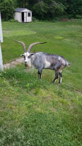 The goat that was on the loose. Photo credit to Christina McQuade.