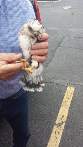 Ricardi shows the Cooper's hawk talons. 