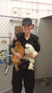 The two silky chickens found in West Springfield, along with Terklesen.