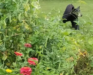 Bear on its way to causing trouble in a vege garden in Huntington. (Photo by Mario Caban)