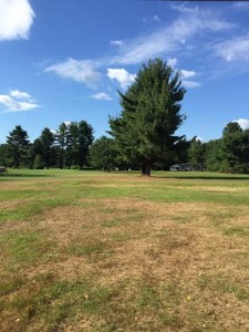 The heat wave has caused a fairway at Southwick Country Club to dry up. (Photo by Greg Fitzpatrick)