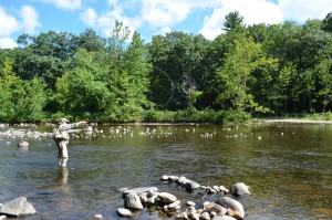 Bill Rose, president of the Westfield River Watershed Association, casts a line in the Westfield River on Friday morning. Rose will be among the association members hosting a fly fishing clinic Sept. 17.