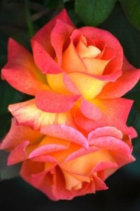 roses-pink-and-yellow