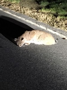 The bobcat was found lying upright on Brickyard Rd. (Photo courtesy of the Southwick Police Department's Facebook Page.)