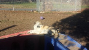 Maximus the Labrador retriever basking in the sun in the outdoor play area of Wintergreen Kennel