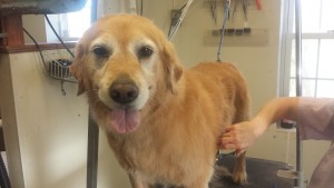 Bailey being groomed at Wintergreen Kennel