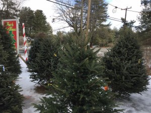 Harvest Moon Farms is selling their Christmas trees on Feeding Hills Rd. in Southwick. (Photo by Greg Fitzpatrick)