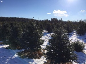 Coward Farms in Southwick will continue to sell Christmas trees up until Dec. 23. (Photo by Greg Fitzpatrick)