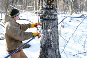 A worker checks on tap lines to ensure the flow is operating properly (WNG file photo).