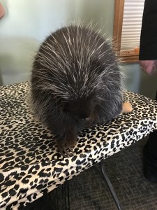 Porkchop the Porcupine from the Forest Park Zoo.
