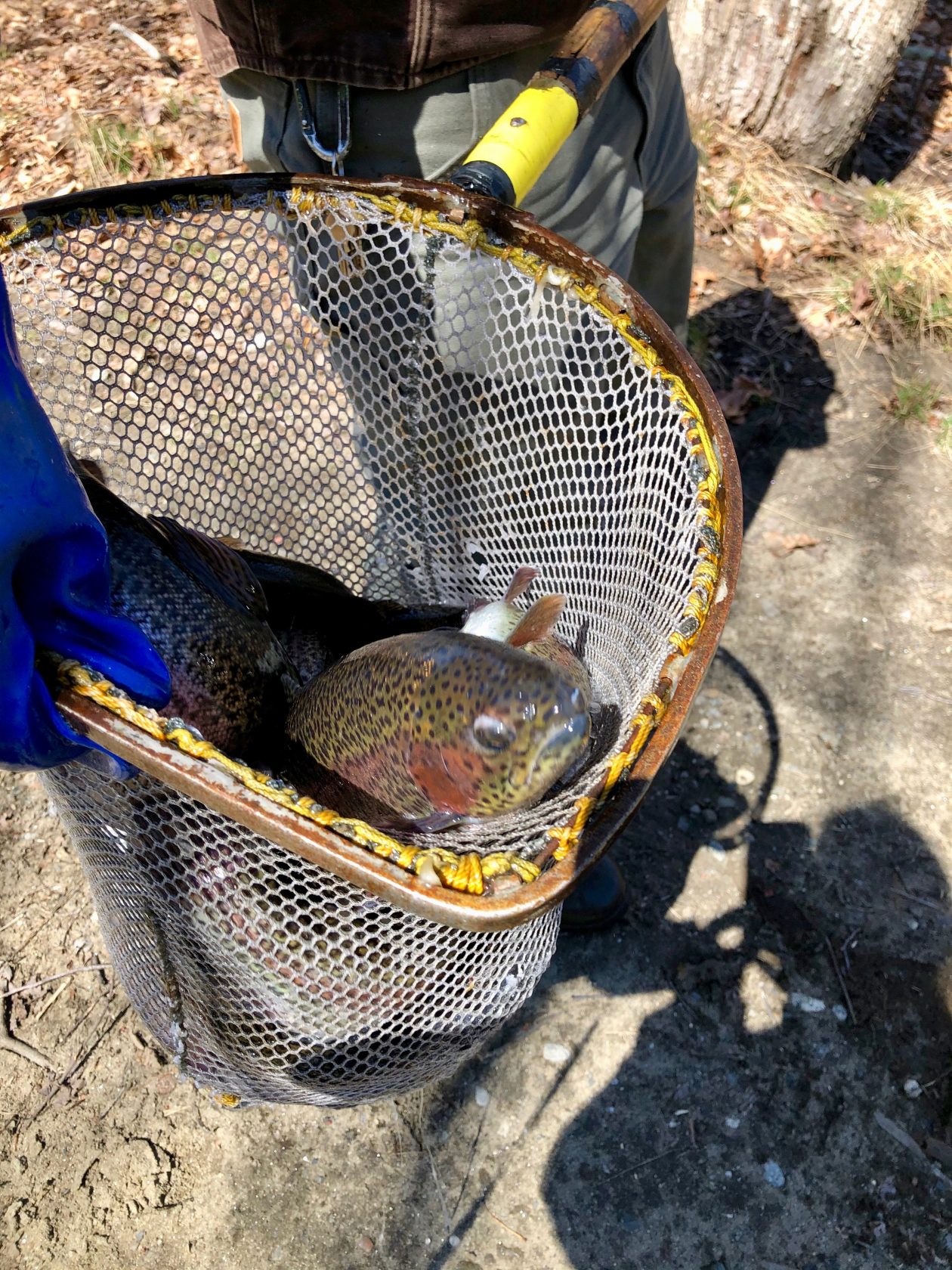 Fish Stocking has begun The Westfield News April 1, 2021