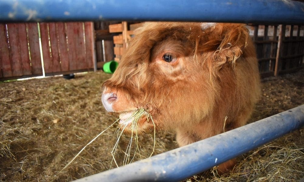 Whip City Animal Sanctuary Archives The Westfield News